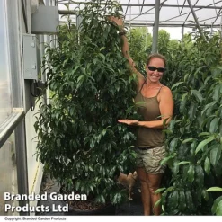 Magnolia Hybrid 'Stellar Ruby' -Florist Zone MAGN STELLARRU S51415