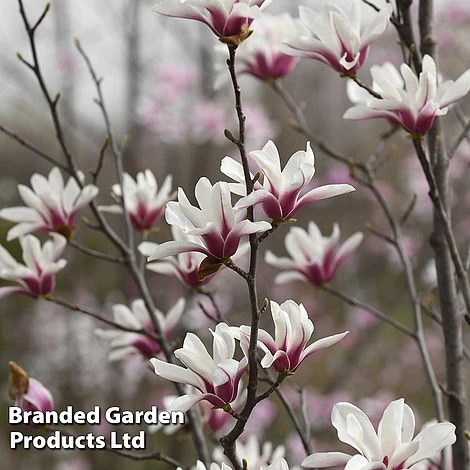 Magnolia Denudata 'Sunrise Beauty' 1 Magnolia Denudata 'Sunrise Beauty'