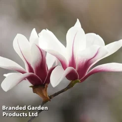 Magnolia Denudata 'Sunrise Beauty' 7 Magnolia Denudata 'Sunrise Beauty' -Florist Zone MAGN SUNRISEBE S51777