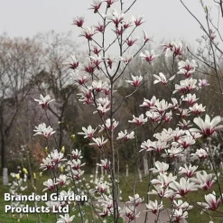 Magnolia Denudata 'Sunrise Beauty' 8 Magnolia Denudata 'Sunrise Beauty' -Florist Zone MAGN SUNRISEBE S51778