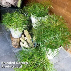 Mahonia 'Soft Caress' -Florist Zone MAHO SOFTCARES U43356