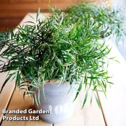 Mahonia 'Soft Caress' -Florist Zone MAHO SOFTCARES U43357