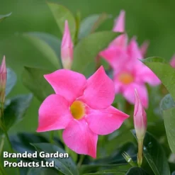 Mandevilla 'Sundaville Collection' -Florist Zone MAND BLOOMPINK L31741