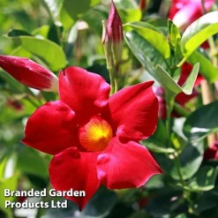 Mandevilla 'Sundaville Collection' -Florist Zone MAND BLOOMRED L31743