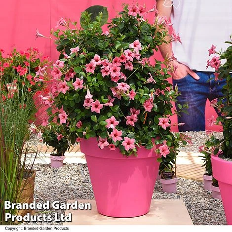 Mandevilla 'Sundaville Flamingo Pink' 1 Mandevilla 'Sundaville Flamingo Pink'