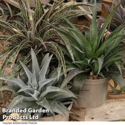 Mangave Collection -Florist Zone MANG MIXED T44084