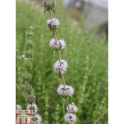 Mentha Pulegium (Marginal Aquatic) -Florist Zone MENT T78348 C h