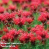 Monarda 'Cambridge Scarlet'