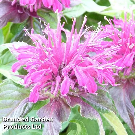 Monarda Didyma 'Balmy Purple' 1 Monarda Didyma 'Balmy Purple'