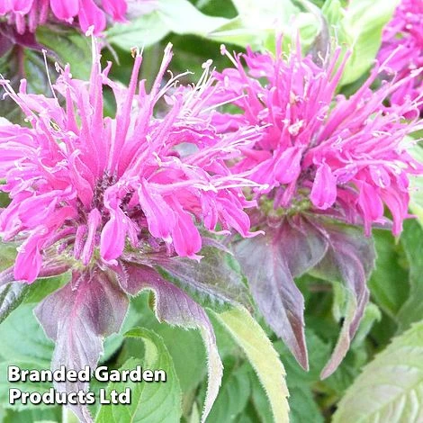 Monarda Didyma 'Balmy Purple' 2 Monarda Didyma 'Balmy Purple' - Image 2