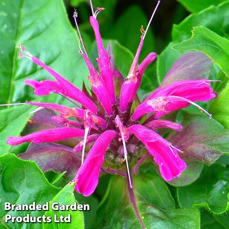 Monarda 'Mohawk' 1 Monarda 'Mohawk'