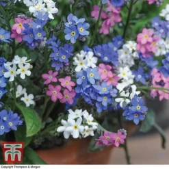 Forget-Me-Not Mixed -Florist Zone MYOS TKA7245 C