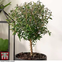 Myrtus Communis Stem - Gift -Florist Zone MYRT KB3776 B1