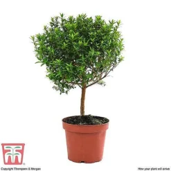 Myrtus Communis Stem - Gift -Florist Zone MYRT KB3776 E1