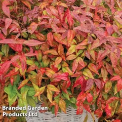 Evergreen Patio Shrub Collection -Florist Zone NAND BLUSHPINK S08545