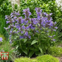 Nepeta 'Neptune' -Florist Zone NEPE KA9170 C