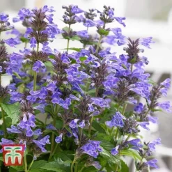 Nepeta 'Neptune' -Florist Zone NEPE KA9170 D