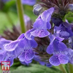 Nepeta 'Neptune' -Florist Zone NEPE KA9170 E