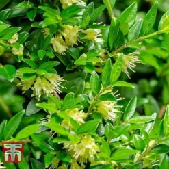 Lonicera Pileata -Florist Zone NEW 2018 Master