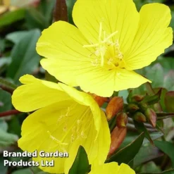 Oenothera Tetragona -Florist Zone OENO KC9121 C
