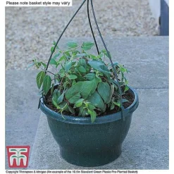 Begonia X Tuberhybrida 'Illumination Mixed' -Florist Zone ORAN KB3430 CC9