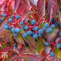 Parthenocissus Quinquefolia -Florist Zone PART T58015 C