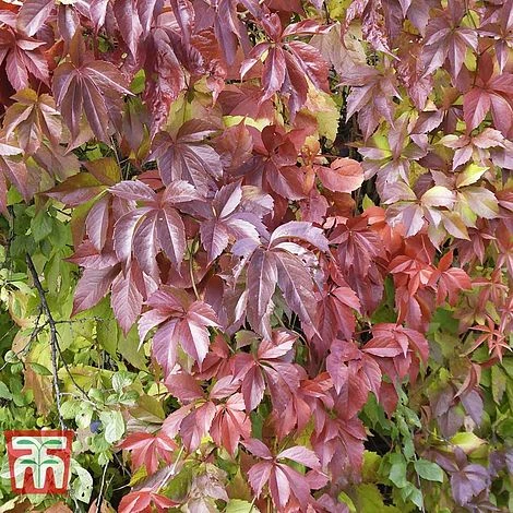 Parthenocissus Quinquefolia 'Troki Red Wall' 1 Parthenocissus Quinquefolia 'Troki Red Wall'