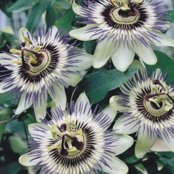 Passiflora Caerulea -Florist Zone PASS T58017 A h