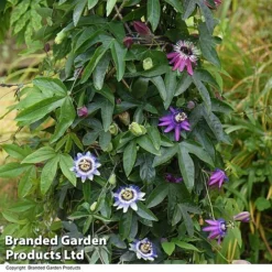 Passiflora Collection -Florist Zone PASS TRIO T44029