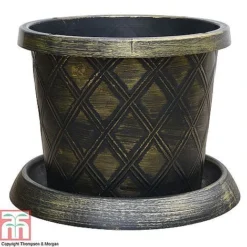 Agapanthus Midnight Cascade Collection -Florist Zone PATI T56850P B1