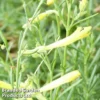 Penstemon Pinifolius 'Mersea Yellow'
