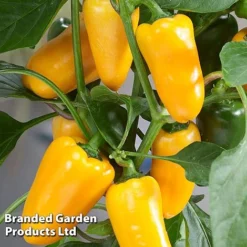 Vegetable Windowsill Collection -Florist Zone PEPP PILLARSYE S45677