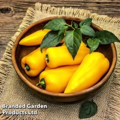 Pepper And Chilli Collection 5 Pepper And Chilli Collection -Florist Zone PEPP PILLARYEL L38583