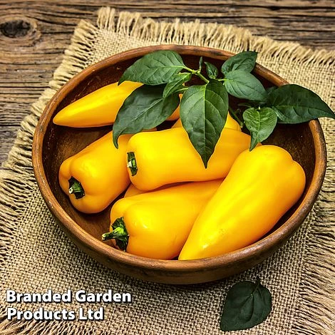 Pepper And Chilli Collection 3 Pepper And Chilli Collection - Image 3