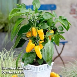 Vegetable Windowsill Collection -Florist Zone PEPP PILLARYEL S60746