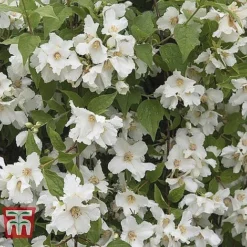 Hardy Shrub Trio 12 Hardy Shrub Trio -Florist Zone PHIL T47621 A1