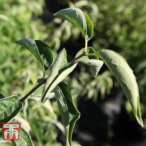 Philadelphus 'Albatre' 2 Philadelphus 'Albatre' - Image 2