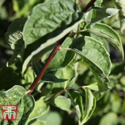 Philadelphus 'Albatre' 8 Philadelphus 'Albatre' -Florist Zone PHIL T66362 C