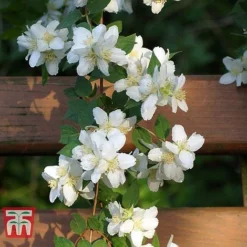 Philadelphus 'Albatre' 9 Philadelphus 'Albatre' -Florist Zone PHIL T66362 D