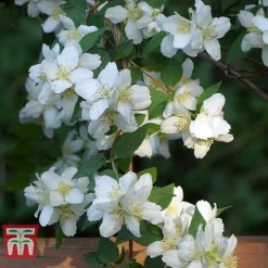 Philadelphus 'Albatre' 10 Philadelphus 'Albatre' -Florist Zone PHIL T66362 E