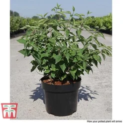 Philadelphus 'Albatre' 11 Philadelphus 'Albatre' -Florist Zone PHIL T66362 F