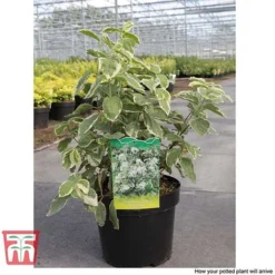 Philadelphus Coronarius 'Variegatus' 7 Philadelphus Coronarius 'Variegatus' -Florist Zone PHIL T66367 C1