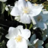 Philadelphus 'Natchez'