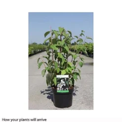 Philadelphus 'Starbright' 19 Philadelphus 'Starbright' -Florist Zone PHIL T66374 B h