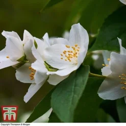 Philadelphus 'Starbright' 13 Philadelphus 'Starbright' -Florist Zone PHIL T66374 C