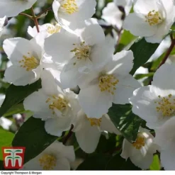 Philadelphus 'Starbright' 15 Philadelphus 'Starbright' -Florist Zone PHIL T66374 D