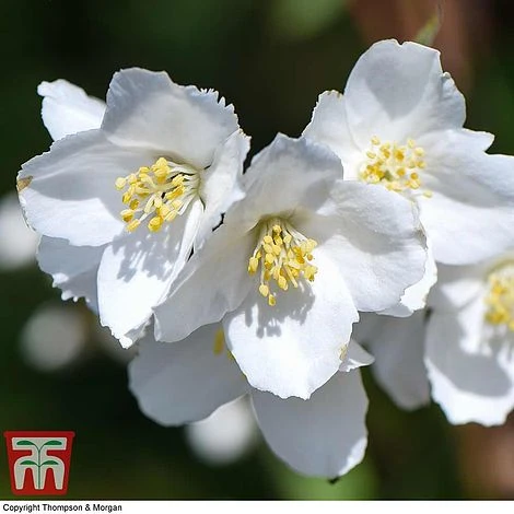 Philadelphus 'Starbright' 9 Philadelphus 'Starbright' - Image 9