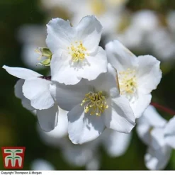 Philadelphus 'Starbright' 12 Philadelphus 'Starbright' -Florist Zone PHIL T66374 I