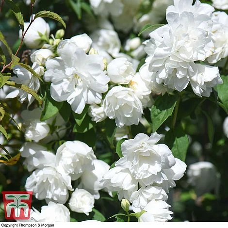 Philadelphus 'Virginal' 1 Philadelphus 'Virginal'