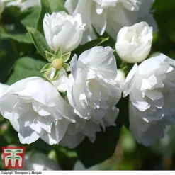 Philadelphus 'Virginal' 11 Philadelphus 'Virginal' -Florist Zone PHIL T68144 H